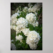 Summer's Snowballs Posters