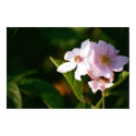 Summertime Blossoms posters by XanderPatArt Summertime Blossoms posters