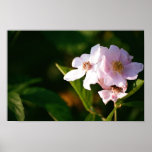 Summertime Blossoms Print