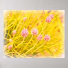 Summertime In A Field Of Clover 11 Print