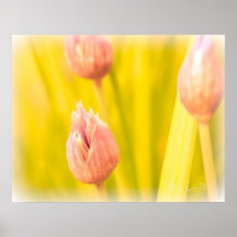 Summertime In A Field Of Clover 12 Poster