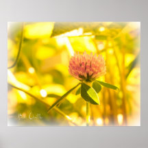 Summertime In A Field Of Clover 1 Posters