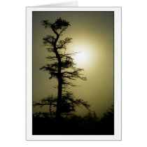 Summit Tree cards