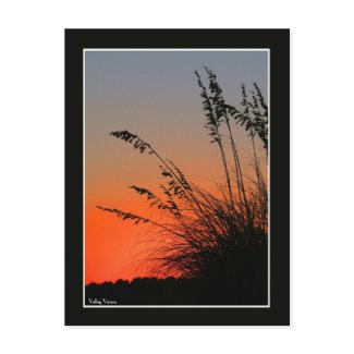 Sun and Sea Grass postcard