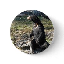 Sun Bear at the Zoo Pinback Button