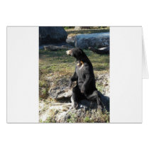 Sun Bear at the Zoo Cards