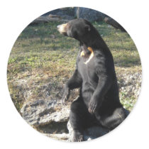 Sun Bear at the Zoo Round Sticker