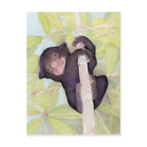 Sun Bear Cub Postcard