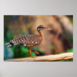 Sun Bittern Print or Poster