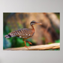 Sun Bittern Print or Poster