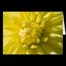 Sun burst greeting card cards
