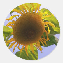 Sun bursting Sunflower Round Sticker