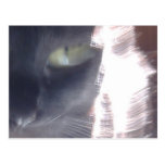 Sun-Cat Glare Postcards