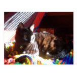 Sun-Cat Returns Postcards