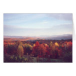 "Sun catches the treetops" cards