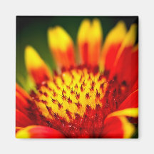 sun collector magnet