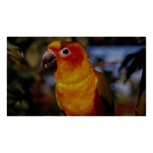 Sun conure business card templates (back side)