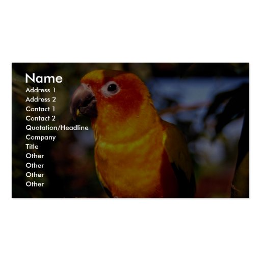 Sun conure business card templates (front side)