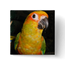 Sun conure pinback button