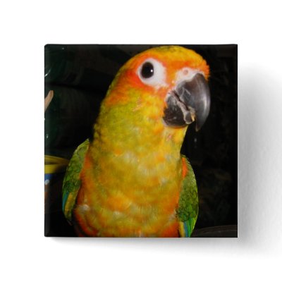 Sun conure Button by rescueadog