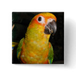 Sun conure buttons