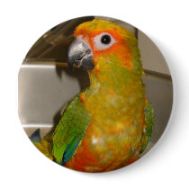 Sun conure pinback buttons