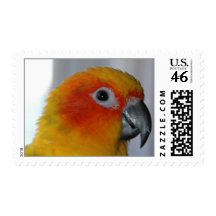 Sun Conure (Medium) Stamp