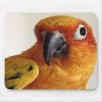 sun conure mousepad by rosebudfurr sun conure mousepad