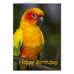 Sun Conure Parrot Blank Birthday Card