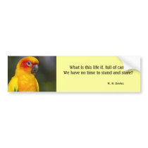 Sun Conure Parrot Bumper Sticker (with text)