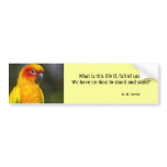 Sun Conure Parrot Bumper Sticker (with text)
