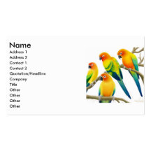 Sun Conure Parrots Business Card
