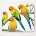 Sun Conure Parrots Mousepad by twopurringcats Sun Conure Parrots Mousepad