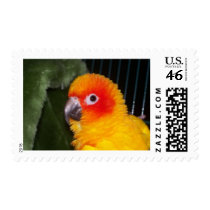 Sun Conure Stamp