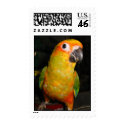 Sun conure postage by rescueadog Sun conure postage