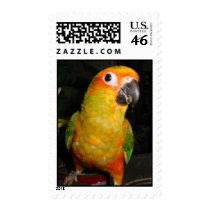 Sun conure postage
