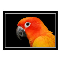 Sun Conure posters by DakotaJoan Sun Conure posters