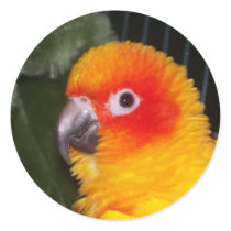 Sun Conure Sticker
