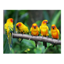 Sun Conures Postcards