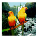 Sun Conures posters by Practicaps Sun Conures posters