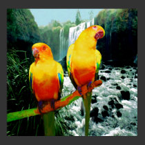 Sun Conures posters