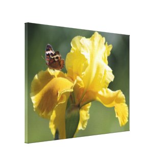 Sun Dancer Iris & Butterfly Photography Art zazzle_wrappedcanvas