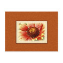 Sun Drenched Gaillardia postcard
