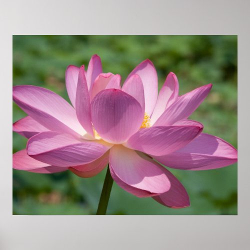 Sun Drenched Pink Lotus print