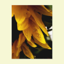 Sun Drops postcards