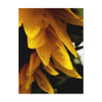 Sun Drops postcards by designcreatology Sun Drops postcards