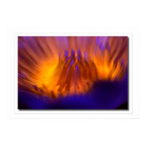 Sun-Fire Lily posters