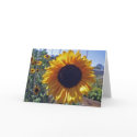 SUN flower cards by imagemosaic SUN flower cards
