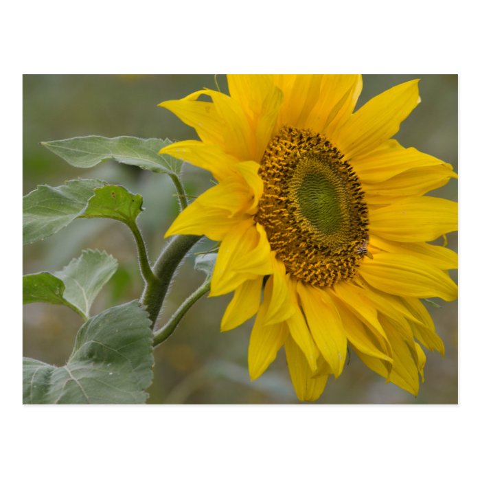 Bright yellow sunflower close-up photo CC0019 Postcard