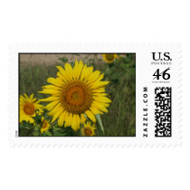 sun flower postage by mark59956 sun flower postage